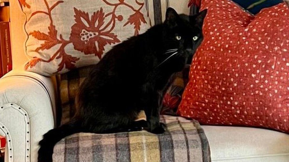 Black cat sat in an armchair