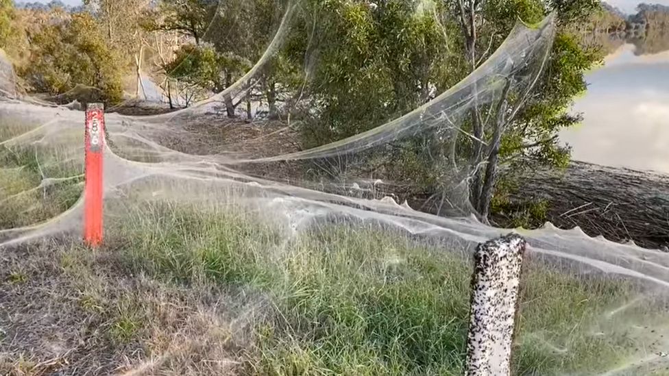 The webbing blanketing a causeway near a Victorian town affected by the rains