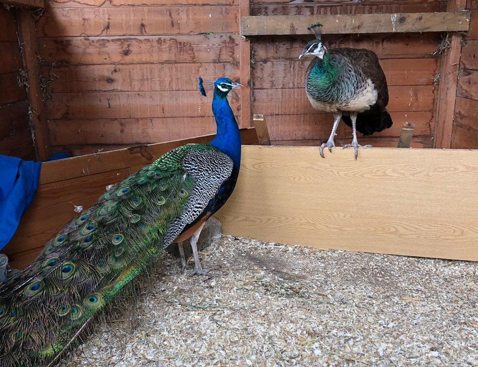 Peacocks in Marehay, in Ripley, Derbyshire