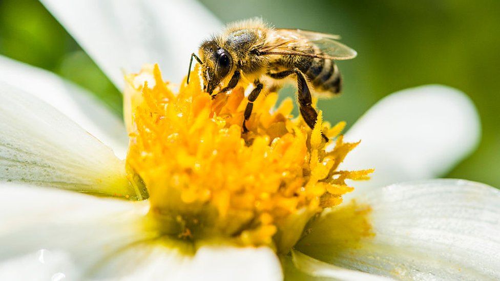 Uma abelha coletando pólen