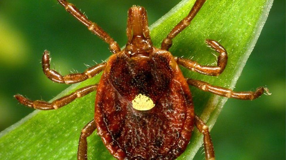The white spot on the lone star tick makes it easily identifiable
