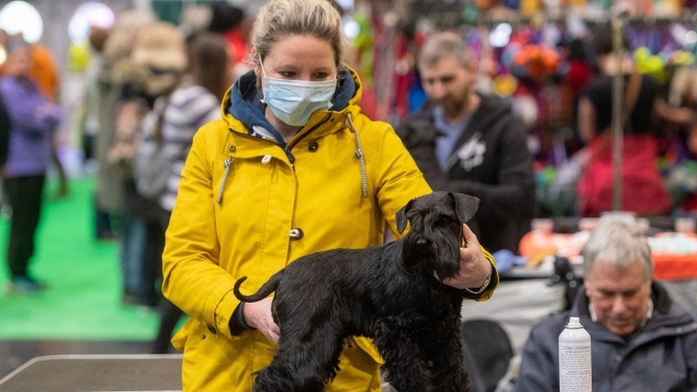 A woman wears a face mask while grooming her miniature schnauzer