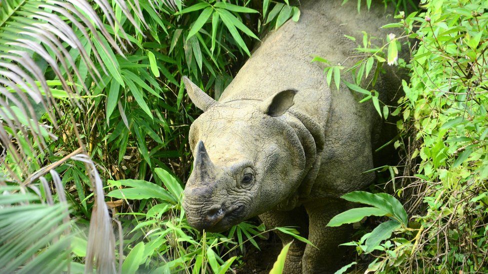 Javan Rhino