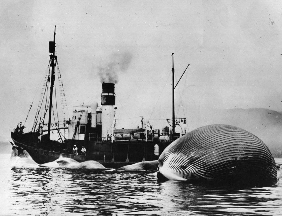 A blue whale being towed by a whaling vessel