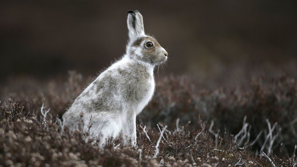 Snaring hares unlikely to be permitted, says SNH - BBC News