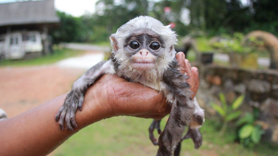Baby monkey poached in Indonesia