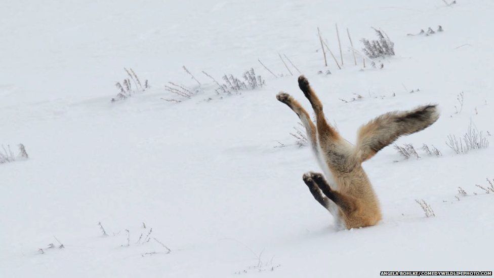Fox buried in snow