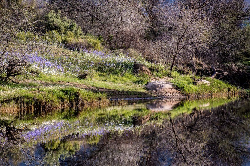 Flowers next to a body of water
