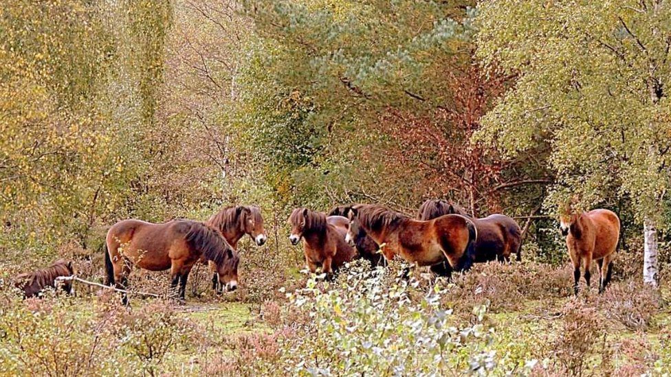 Wild ponies Sutton Park
