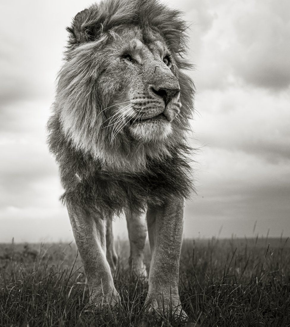 Lion (c) Graeme Purdy