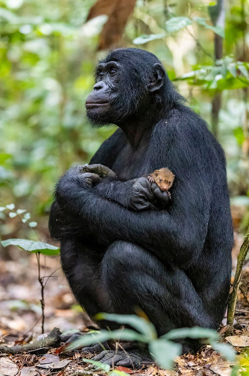 A bonobo holding a mongoose pup, LuiKotale, Near Salonga National Park, Democratic Republic of the Congo