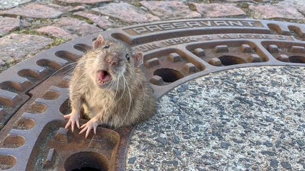 A rat looks directly at the camera with half its body emerging from a ventilation hole - and its belly spilling over the sides around the middle