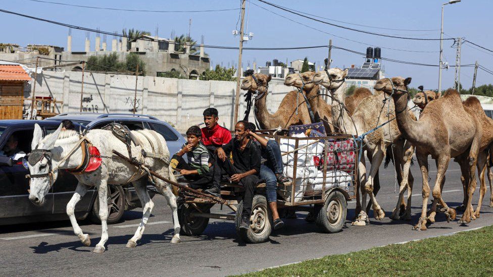 Gazanët ngasin një kolonë kuajsh dhe devesh në jug nga Gaza