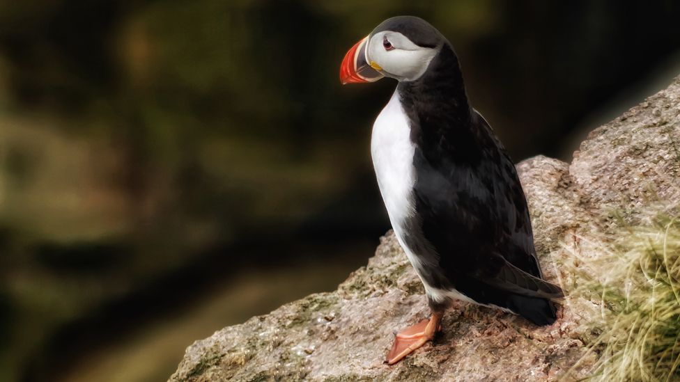 Puffin
