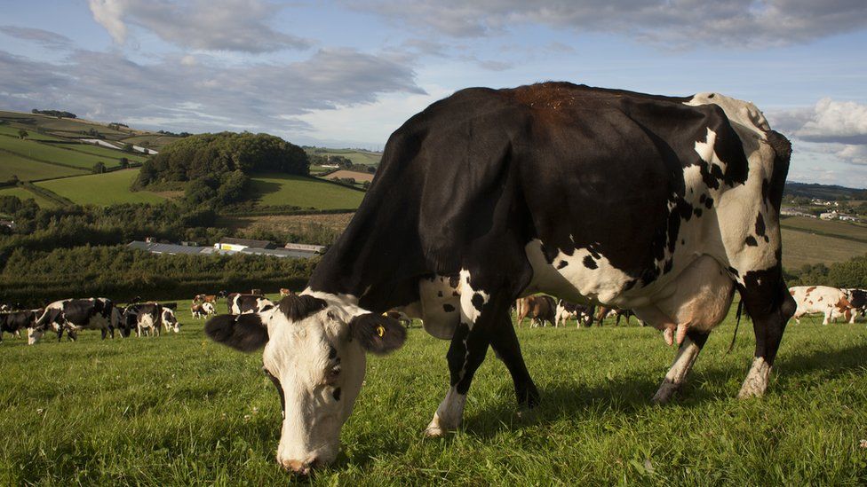 Cows in a field