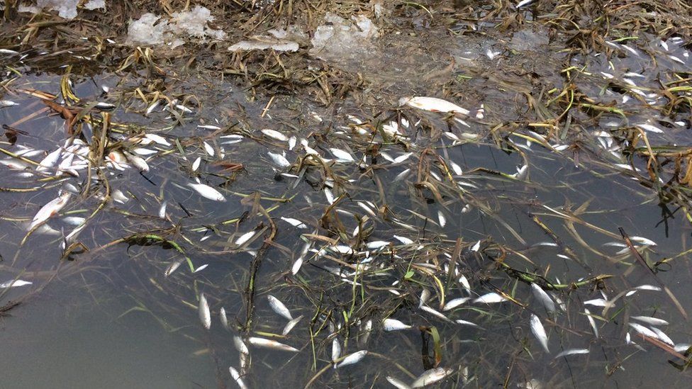 Dead fish in river Witham