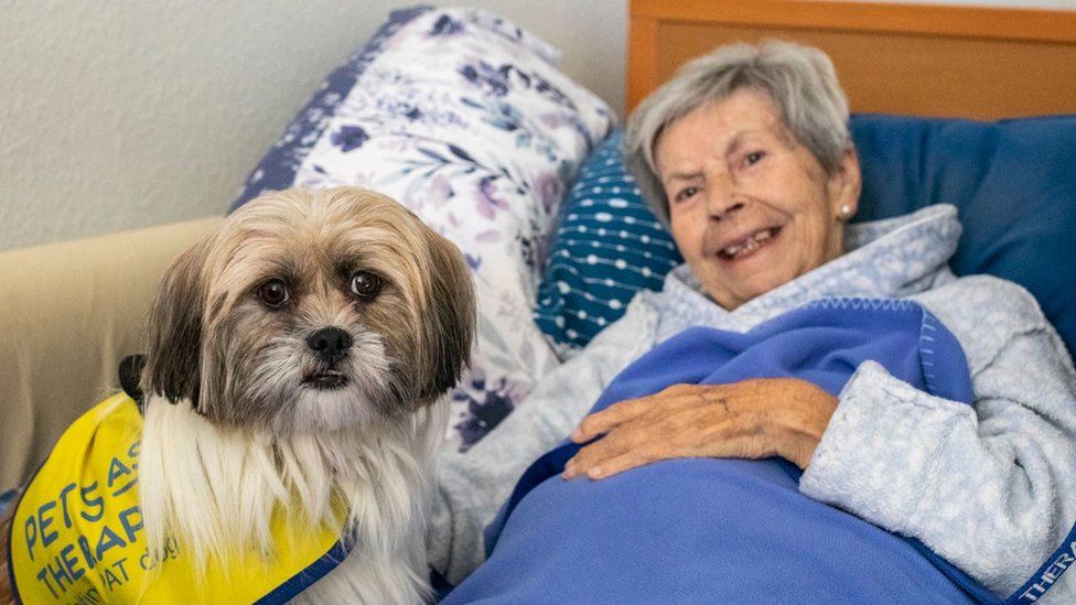 Rescued pup starts new life as therapy dog in Burton upon Trent BBC News