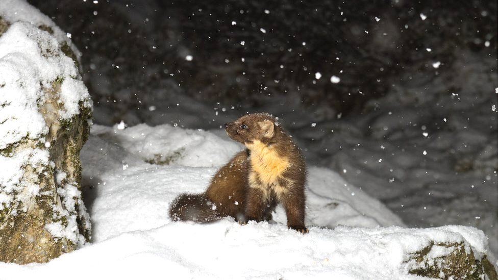 A pine marten in the snow at Blairgowrie