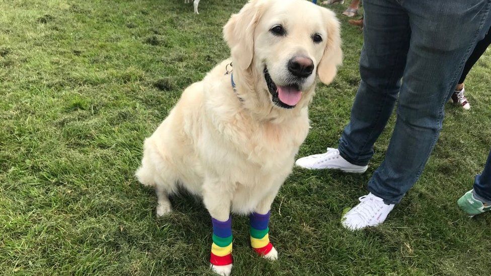 A dog wearing rainbow socks