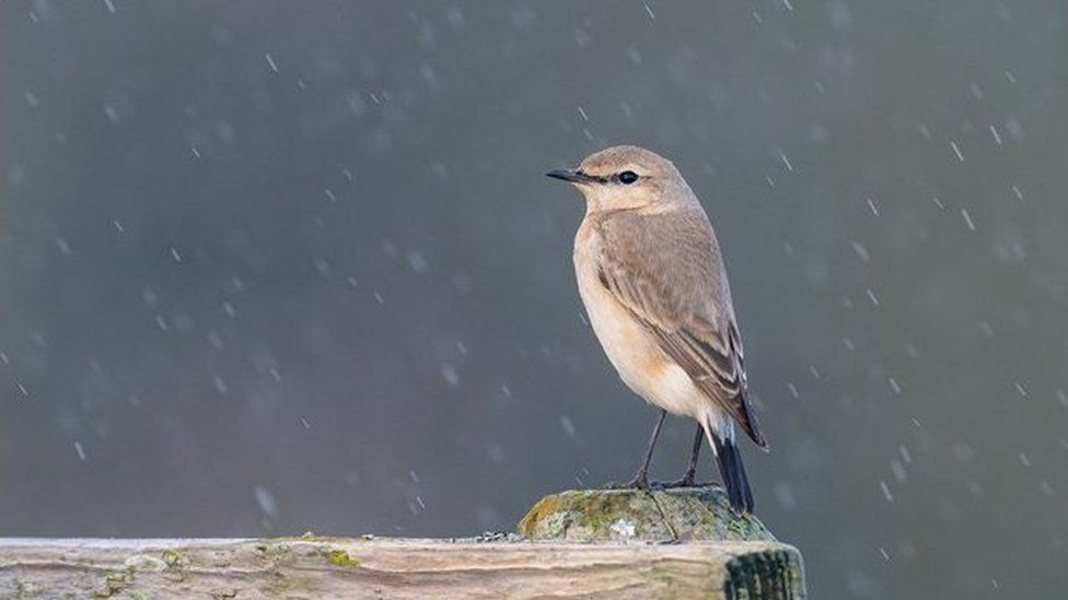 The isabelline wheatear