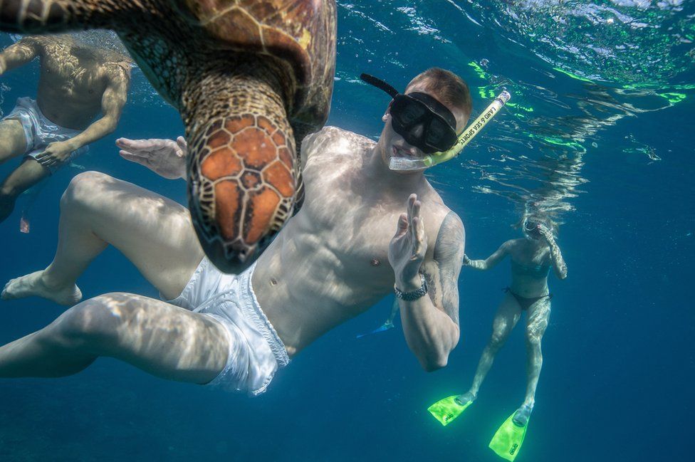 Adam Peaty of England swims with a green turtle.