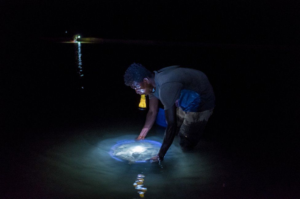 Sea cucumber farmers use torches to collect sea cucumbers from their pens. The harvest always takes place at night, when the creatures emerge from their resting places in the silt.