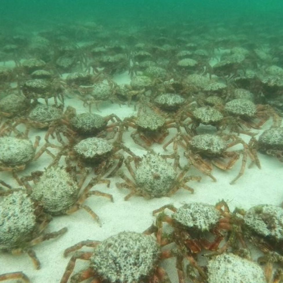 Call to report sightings of spider crabs off Cornwall - BBC News