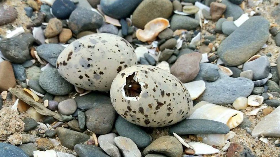 Pair of little tern eggs in a nest of pebbles and shells. One is starting to hatch