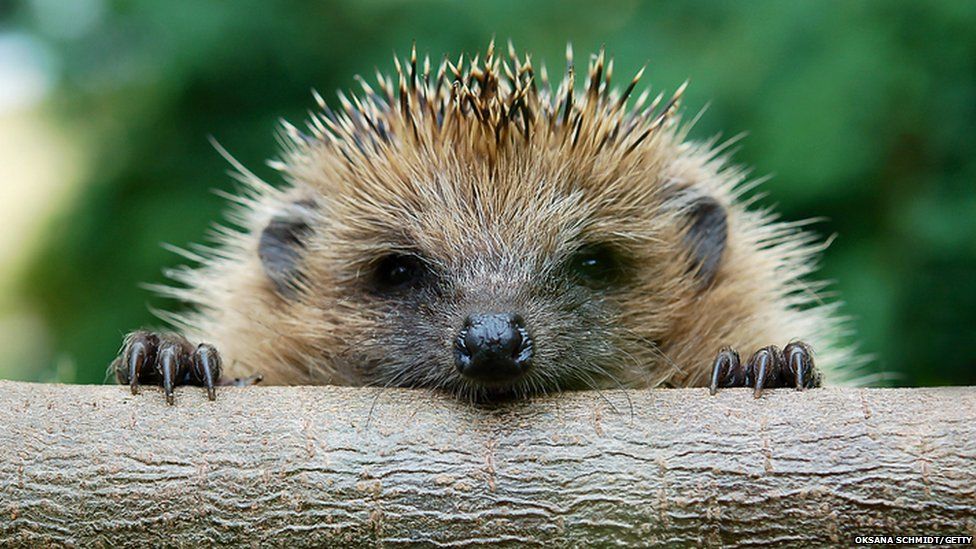 Hedgehog peeking over a log