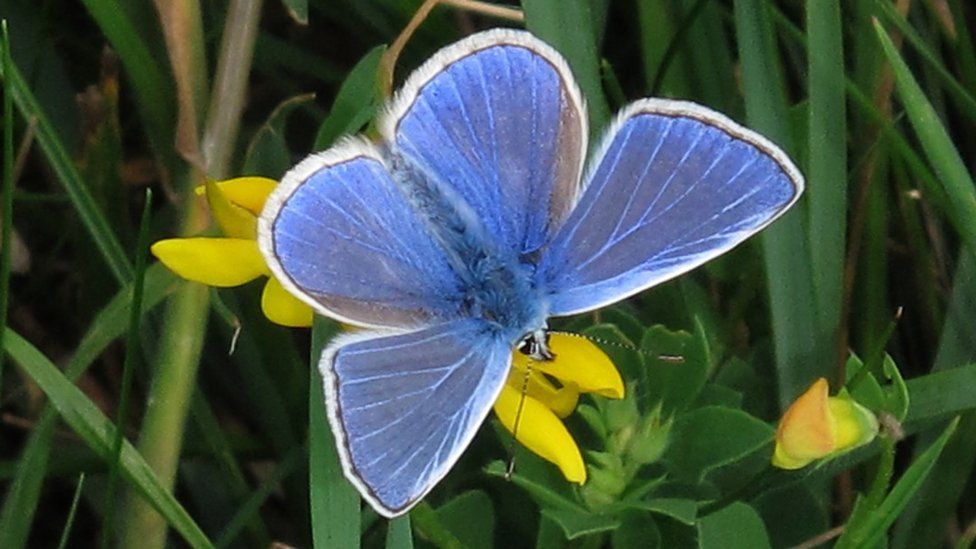 A common blue butterfly. It is a deep blue with a white rim around the wings.