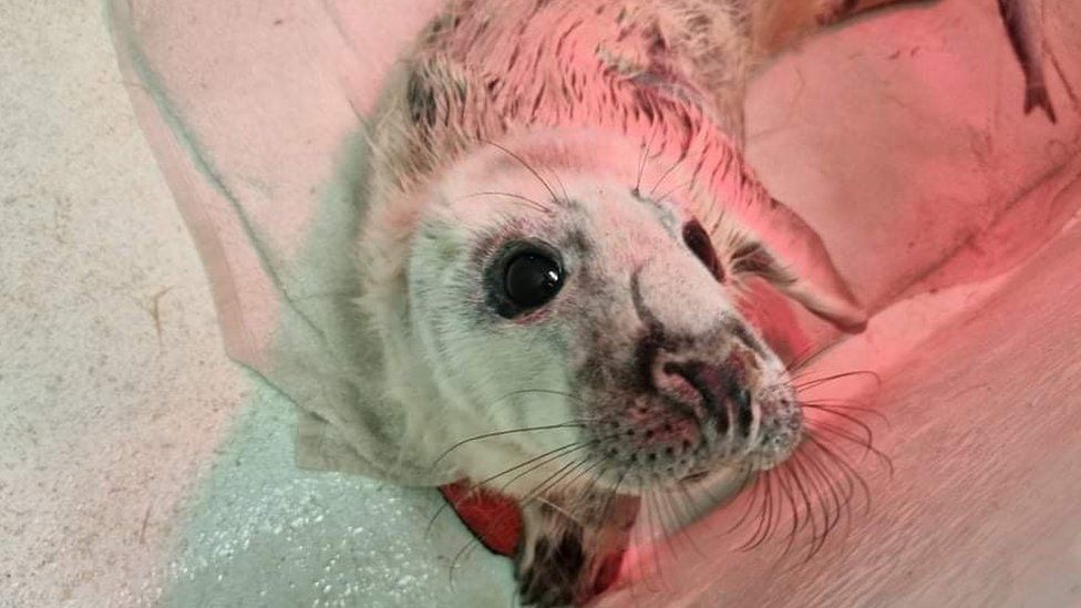 Seal called Crunchy Nut looks away from camera