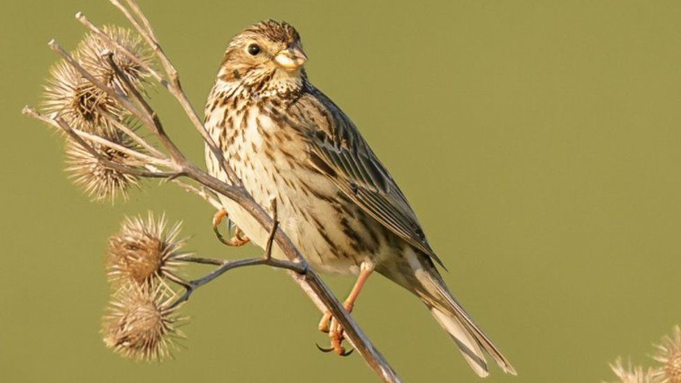 Corn bunting