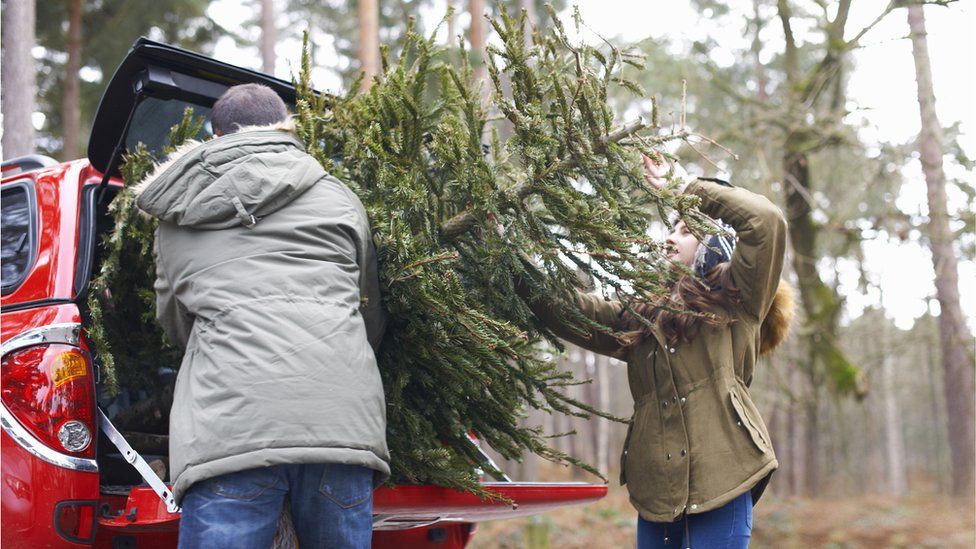 Christmas tree being loaded into car.