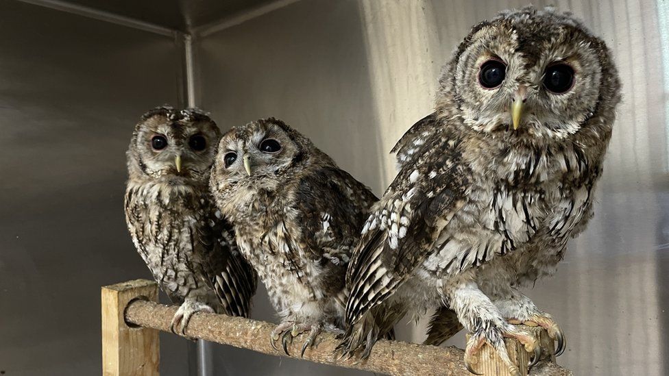 Three owls sit on a branch