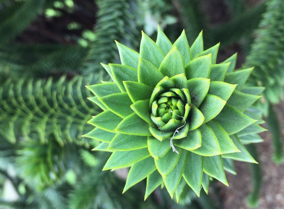 Tip of a branch on a monkey puzzle tree
