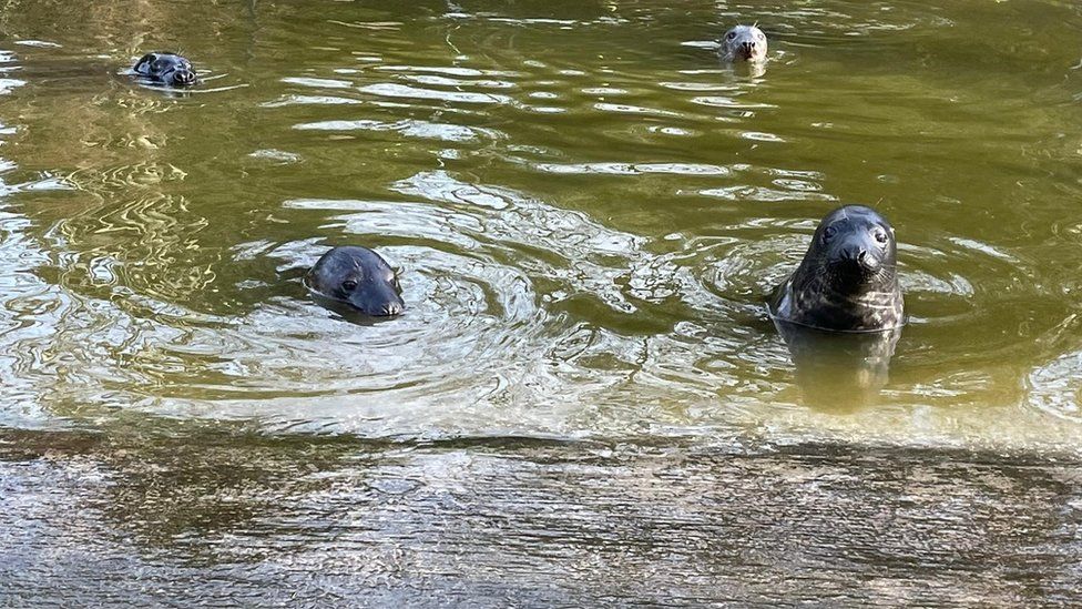 A pool in Cheshire where rescued grey seals are nursed back to health
