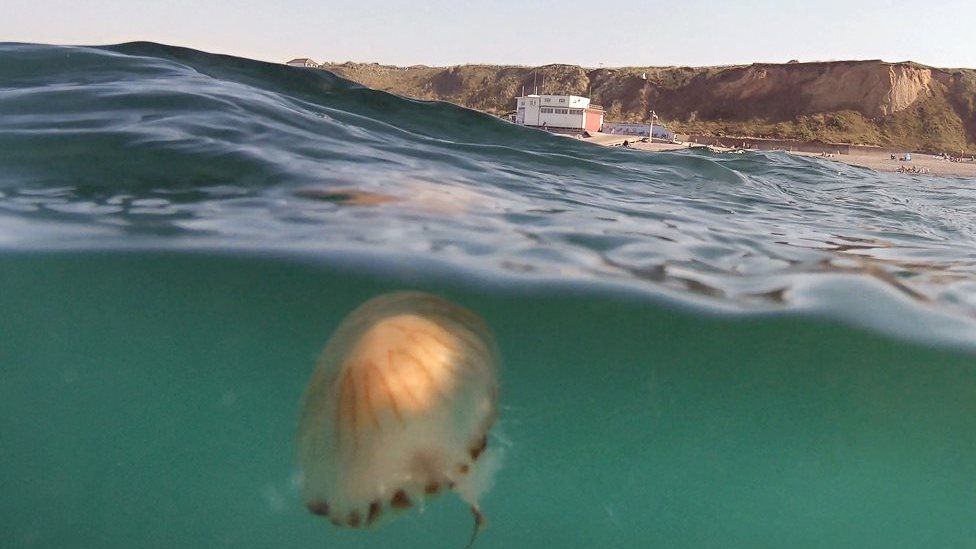 Jellyfish off the coast at Sheringham in Norfolk