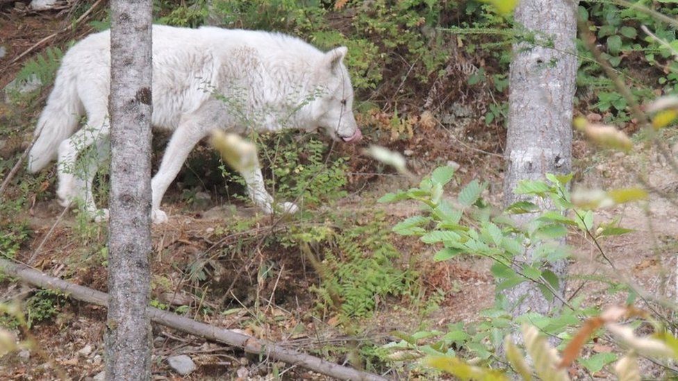 Grey timber wolf walking among trees in Vancouver