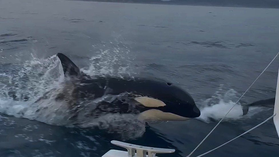 An Iberian orca interacting with a sailing boat
