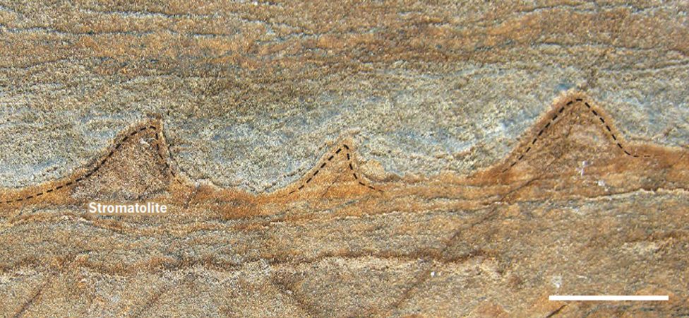 Stromatolite fossils