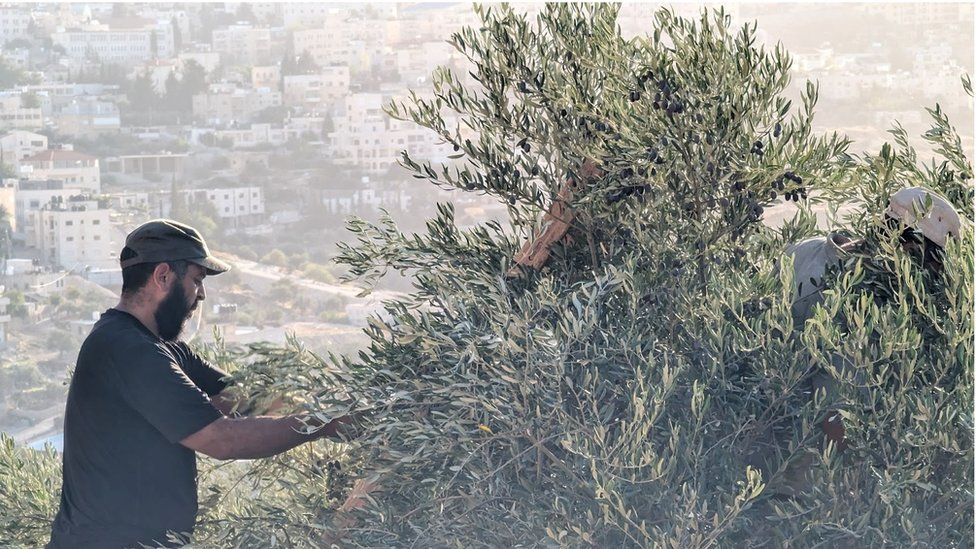 An olive grove in the occupied West Bank