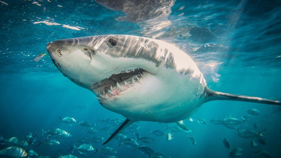 A great white shark swimming near a school of fish