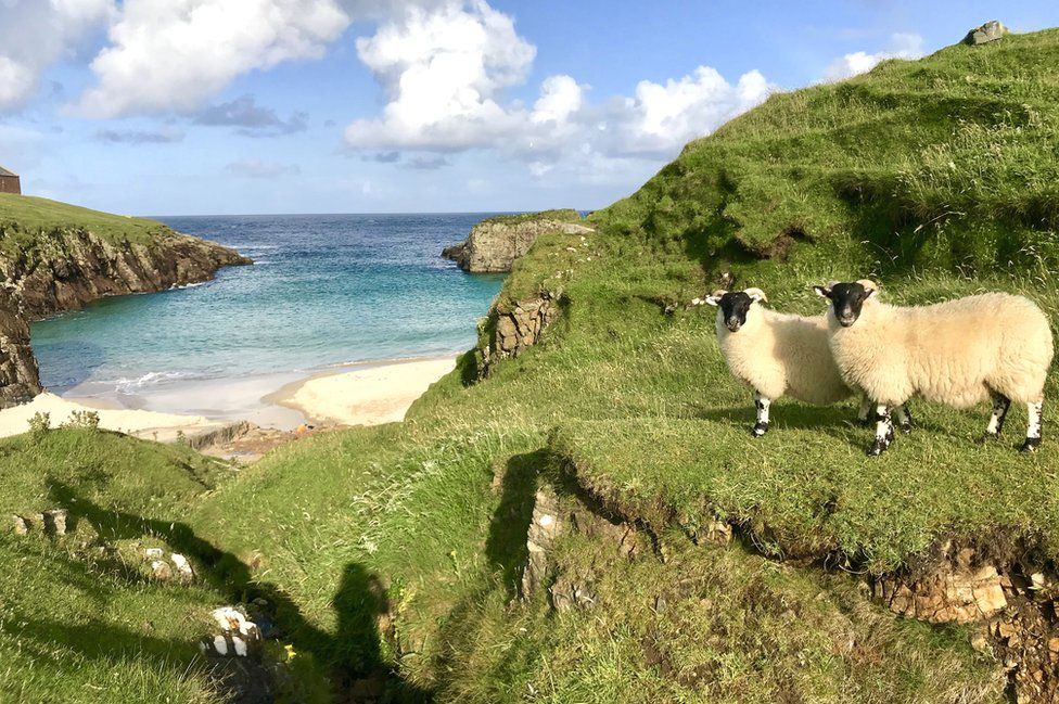 Outer Hebrides sheep