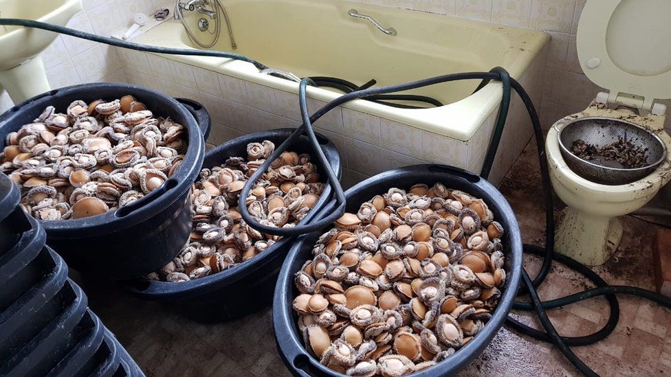 Illegal abalone processing paraphernalia and diving canisters seized by police