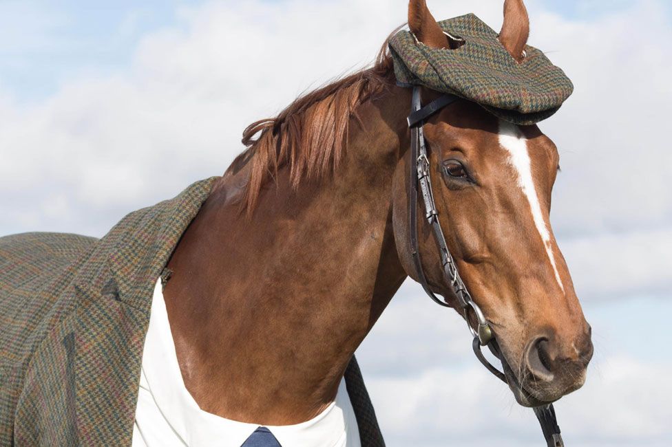 Harris Tweed-attired Morestead marks Cheltenham 2016 - BBC News