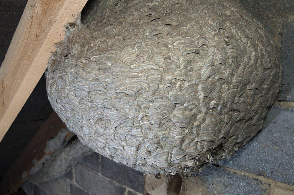Colossal Wasp Nest Found In Corby Attic c News