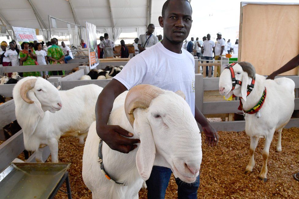 An exhibitor poses with Malian rams at the opening of the fourth International Exhibition of Agriculture and Animal Resources (SARA 2017) in Abidjan on November 17, 2017.