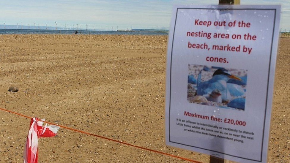 The little tern nesting site at Seaton Carew in June 2019
