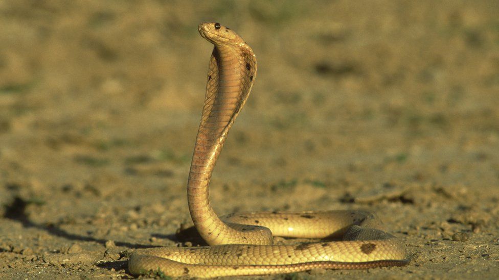 Cape Cobra