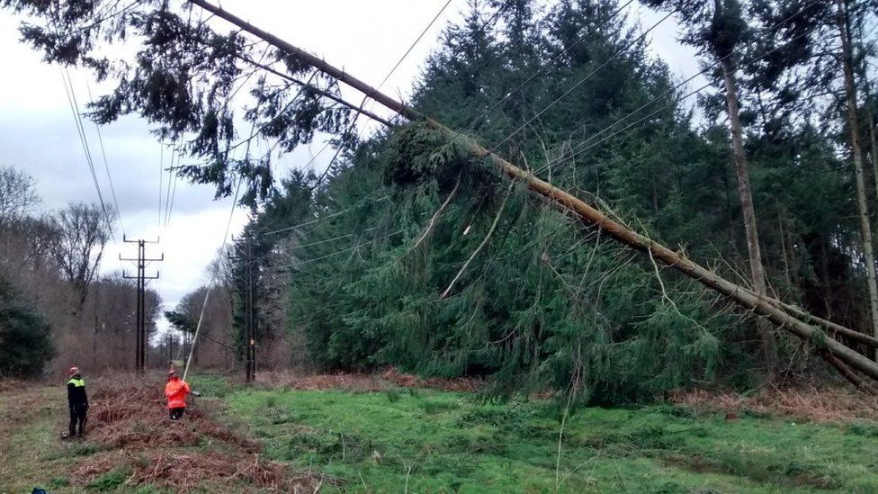 Trees on powers lines in Fernhurst